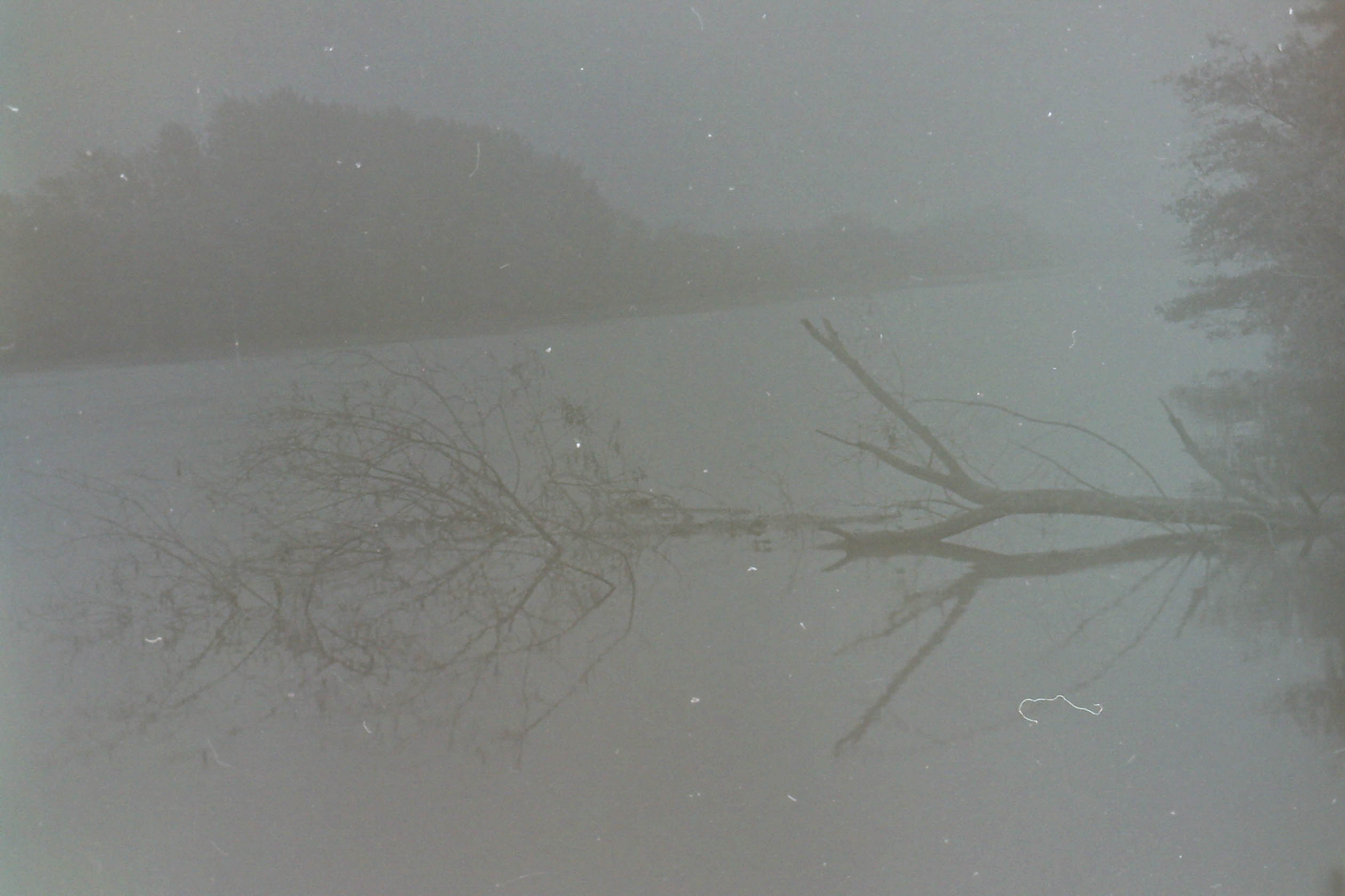 arbre mort et son reflet couchés sur l'eau dans la brume