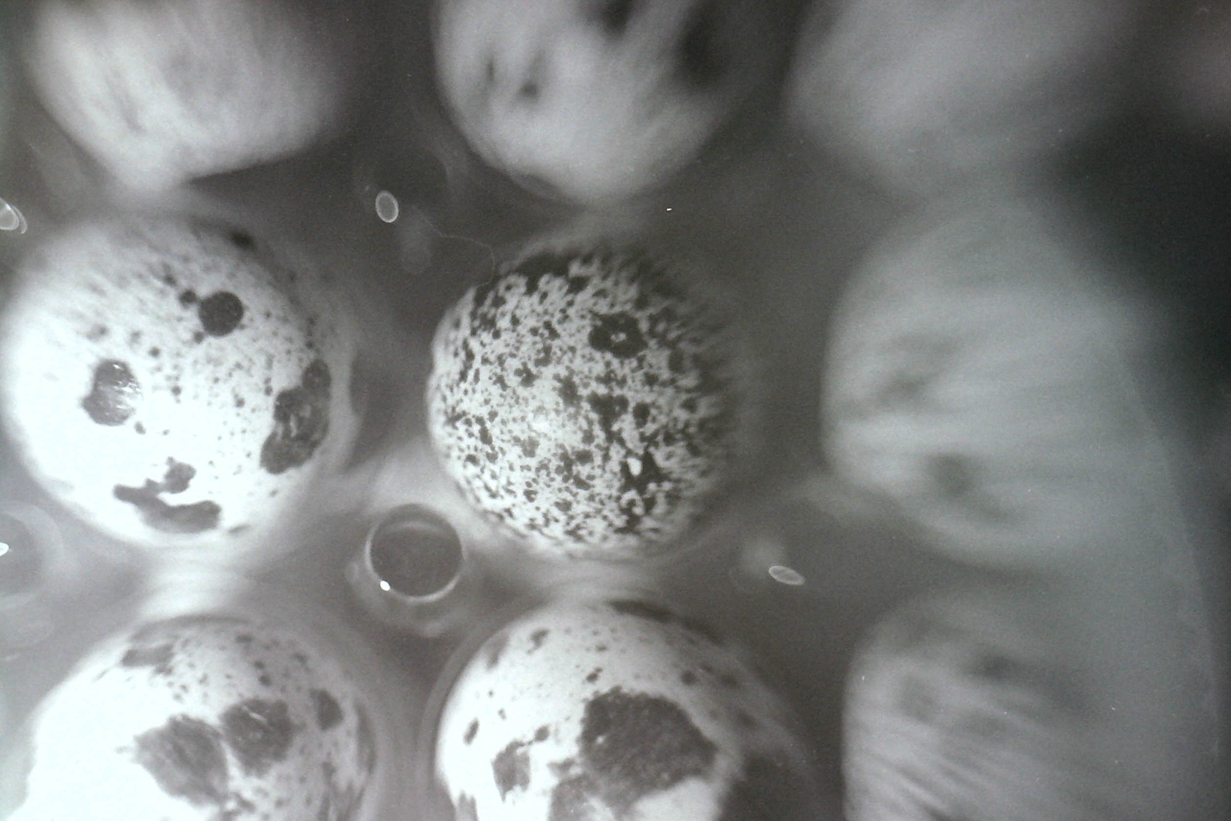 oeufs de caille flous ressemblant à des minis planètes en noir et blanc